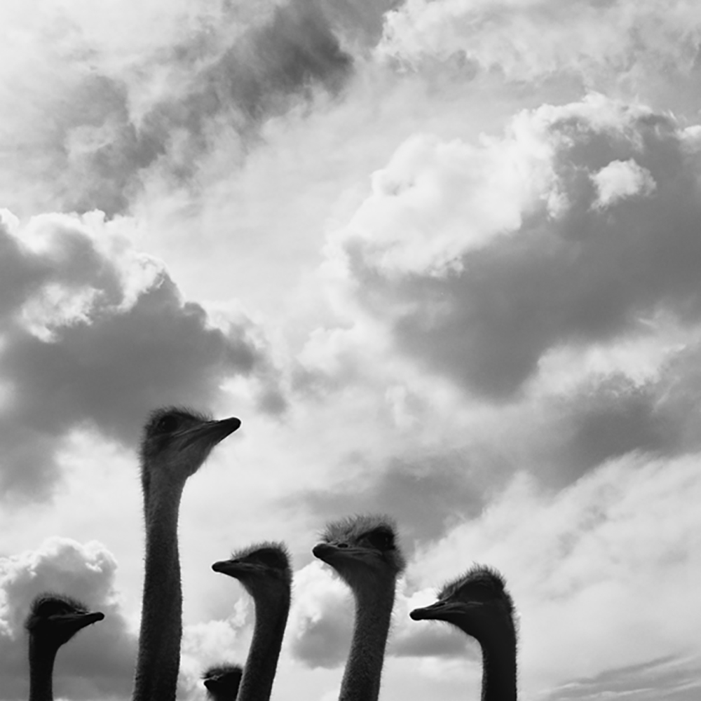 Struisvogels in Zuid Afrika - Bill de Kimpe